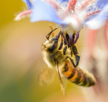 Wasps